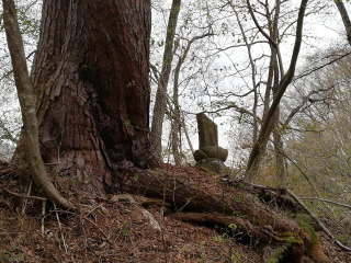 画像に含まれている可能性があるもの:木、屋外